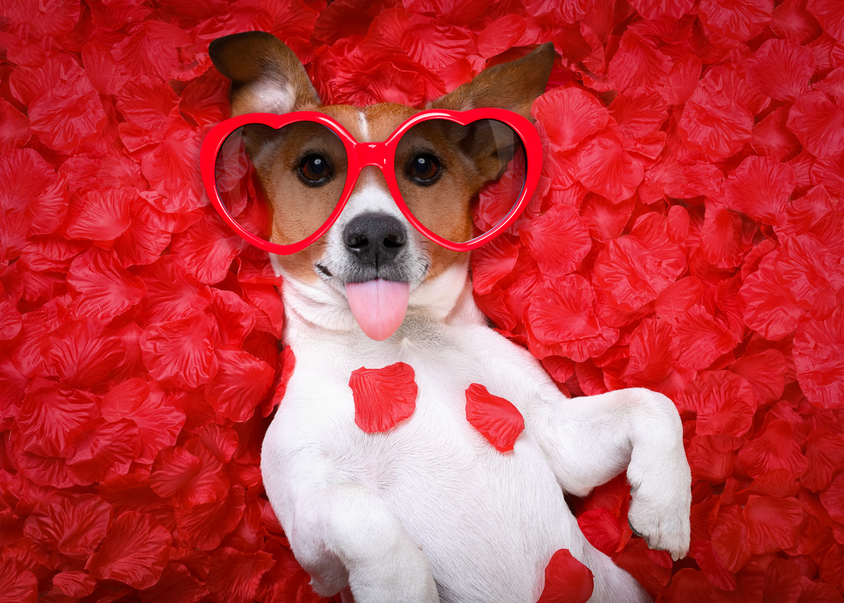 Dog Love Rose Valentines